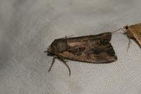 Lacanobia suasa
