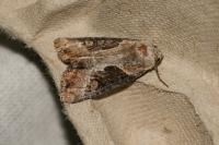 Lateroligia ophiogramma