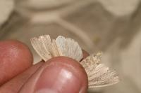 Mythimna straminea
