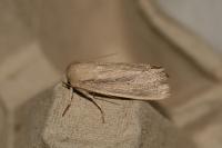 Mythimna straminea