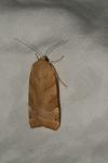 Noctua fimbriata