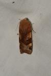 Noctua fimbriata