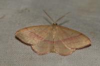 Rhodostrophia vibicaria