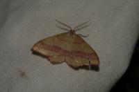 Rhodostrophia vibicaria