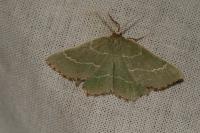 Thalera fimbrialis