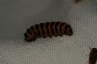 Tyria jacobaeae