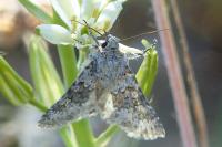 Hecatera dysodea