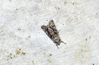 Xylocampa areola