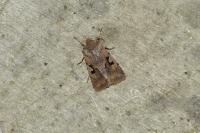 Orthosia gothica