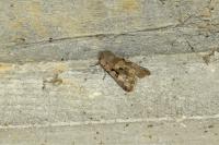 Orthosia gothica