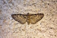 Eupithecia dodoneata