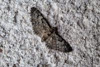 Eupithecia dodoneata