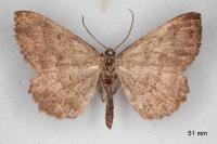 Gnophos furvata