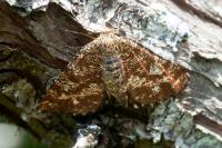 Ematurga atomaria