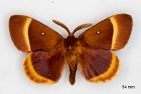 Lasiocampa quercus quercus