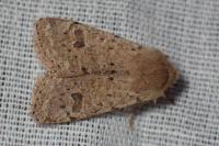 Orthosia cruda