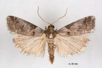Acrobasis fallouella