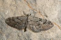 Eupithecia pusillata