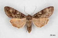 Eurois occulta