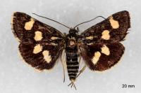 Eurrhypis pollinalis