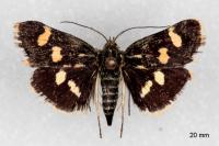 Eurrhypis pollinalis