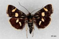 Eurrhypis pollinalis