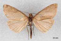 Evergestis aenealis