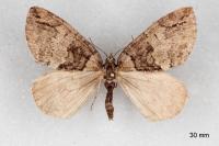 Hydriomena furcata