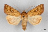 Mythimna conigera