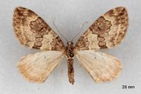 Thera britannica/variata