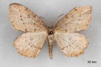 Yezognophos vittaria