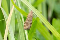 Nomophila noctuella