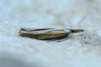 Agriphila tristella