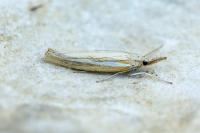 Agriphila tristella