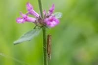 Agriphila tristella