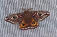 Saturnia pavonia