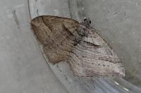 Costaconvexa polygrammata