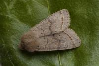 Orthosia cerasi