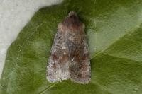 Orthosia incerta