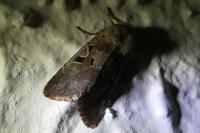 Orthosia gothica