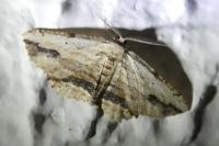 Menophra abruptaria