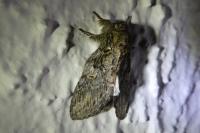 Peridea anceps