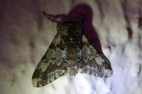Biston strataria
