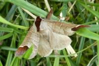 Clostera curtula