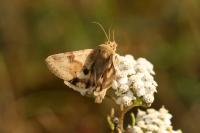 Heliothis viriplaca
