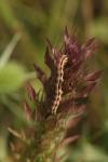 Heliothis viriplaca