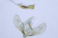 Scoparia pyralella