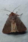 Cerastis rubricosa