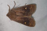 Eupsilia transversa