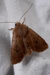 Conistra vaccinii/ligula
